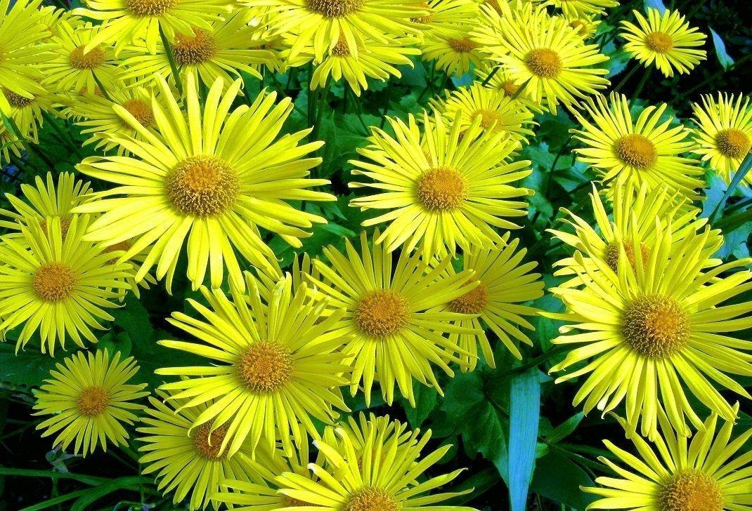 Doronicum-Blüten