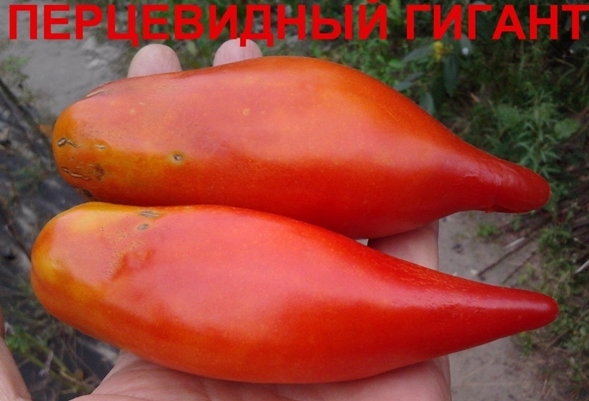 variedad de tomate gigante pimiento