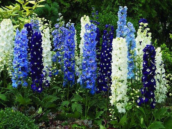 Novozélandský květ delphinium