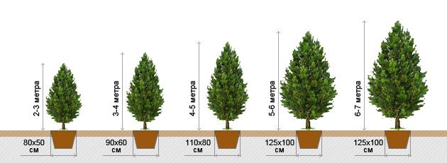 Pertumbuhan cedar mengikut tahun