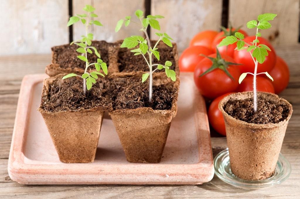 Tomaten für Setzlinge pflanzen im Foto 2023