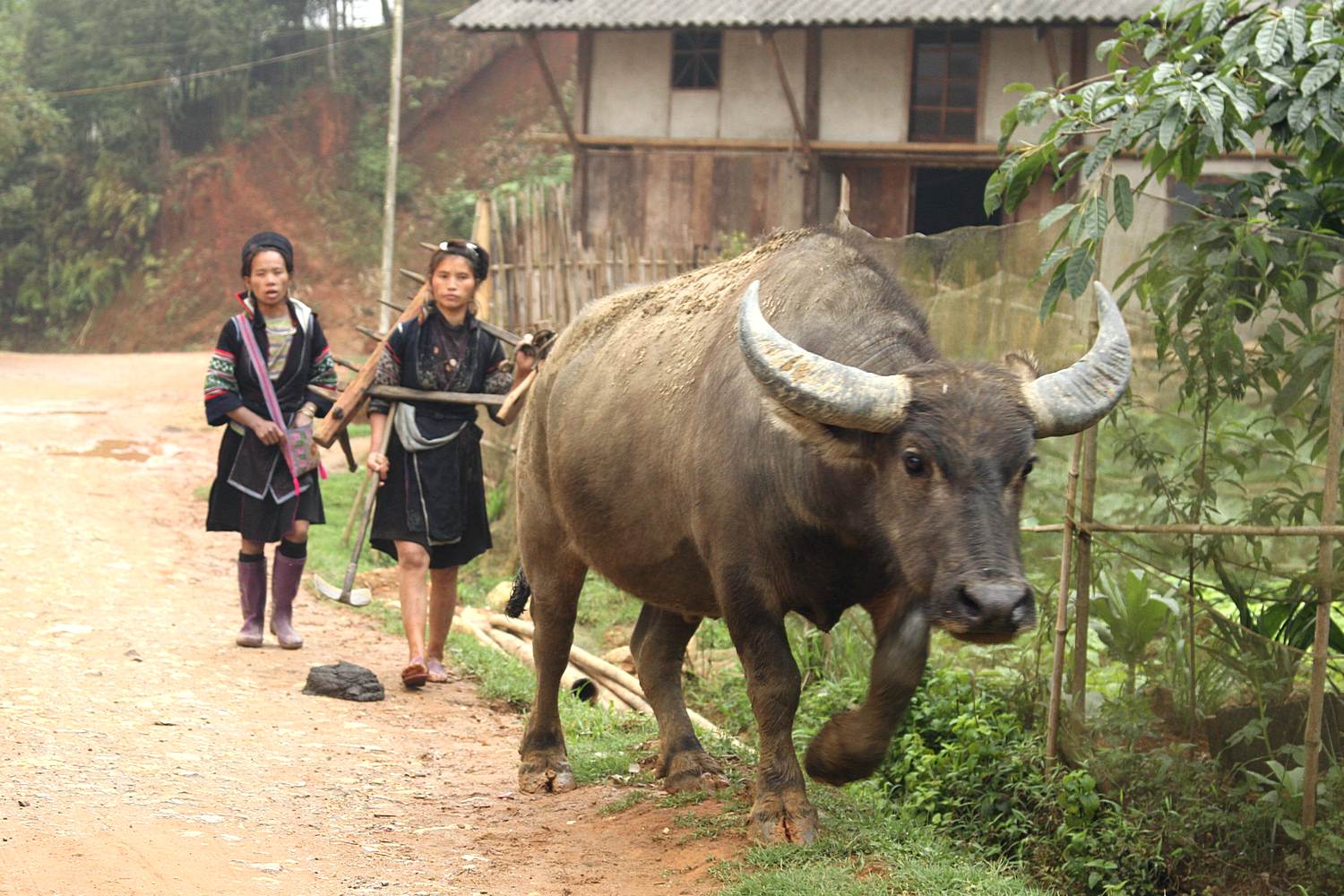 photos de buffle domestique