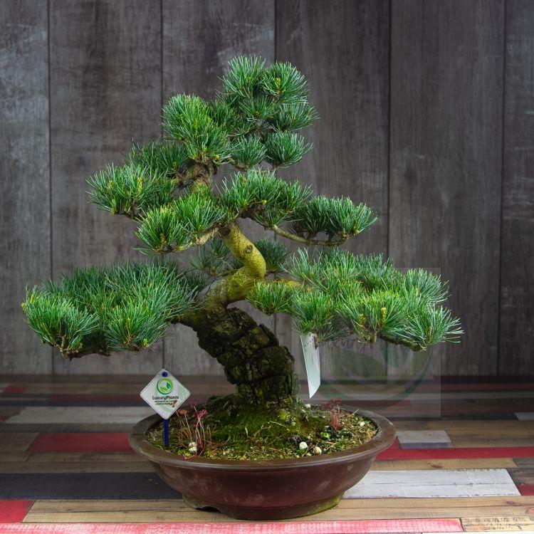 grenen bonsai foto