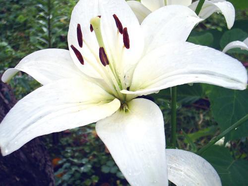 wachsende Lilien