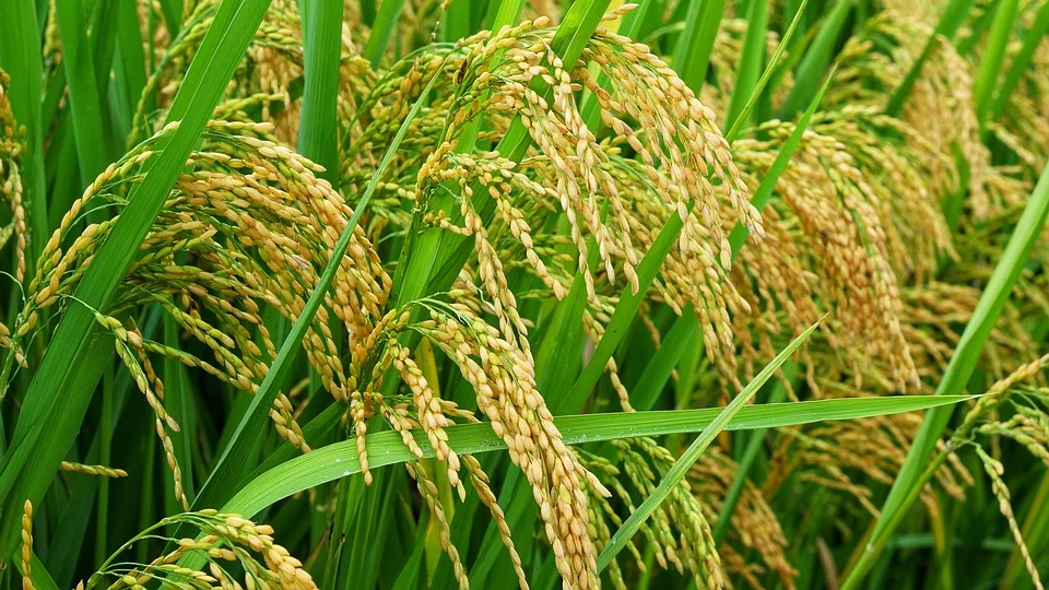 família do arroz