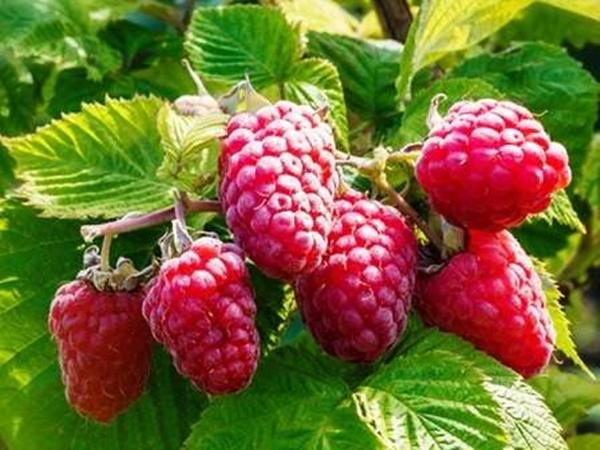 arbat raspberry