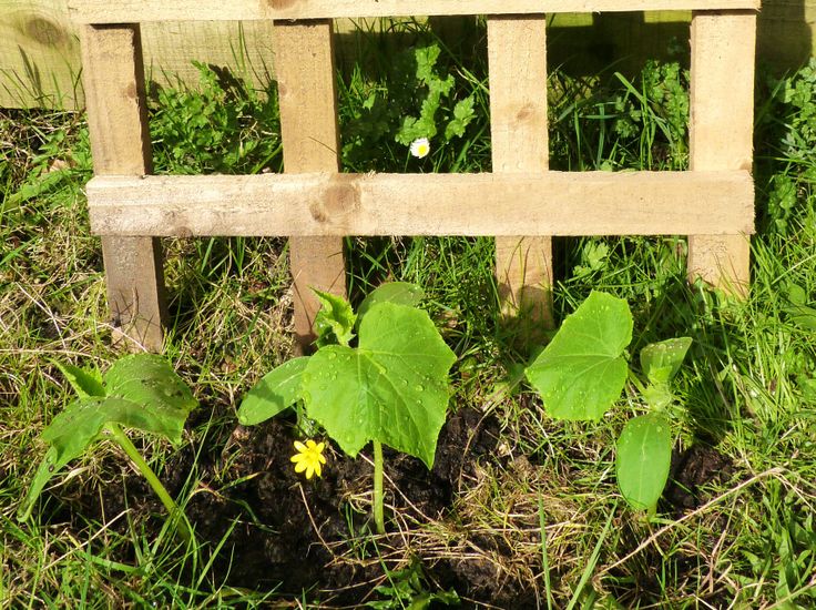 Gurke im Garten