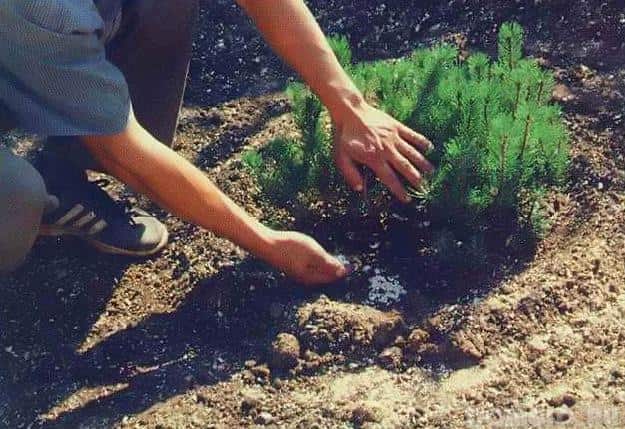 fertilizante de abeto en casa