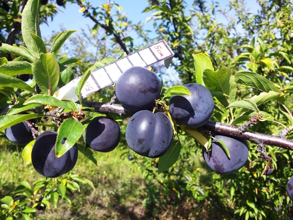 CHEMALSKAYA PLUM fotografie