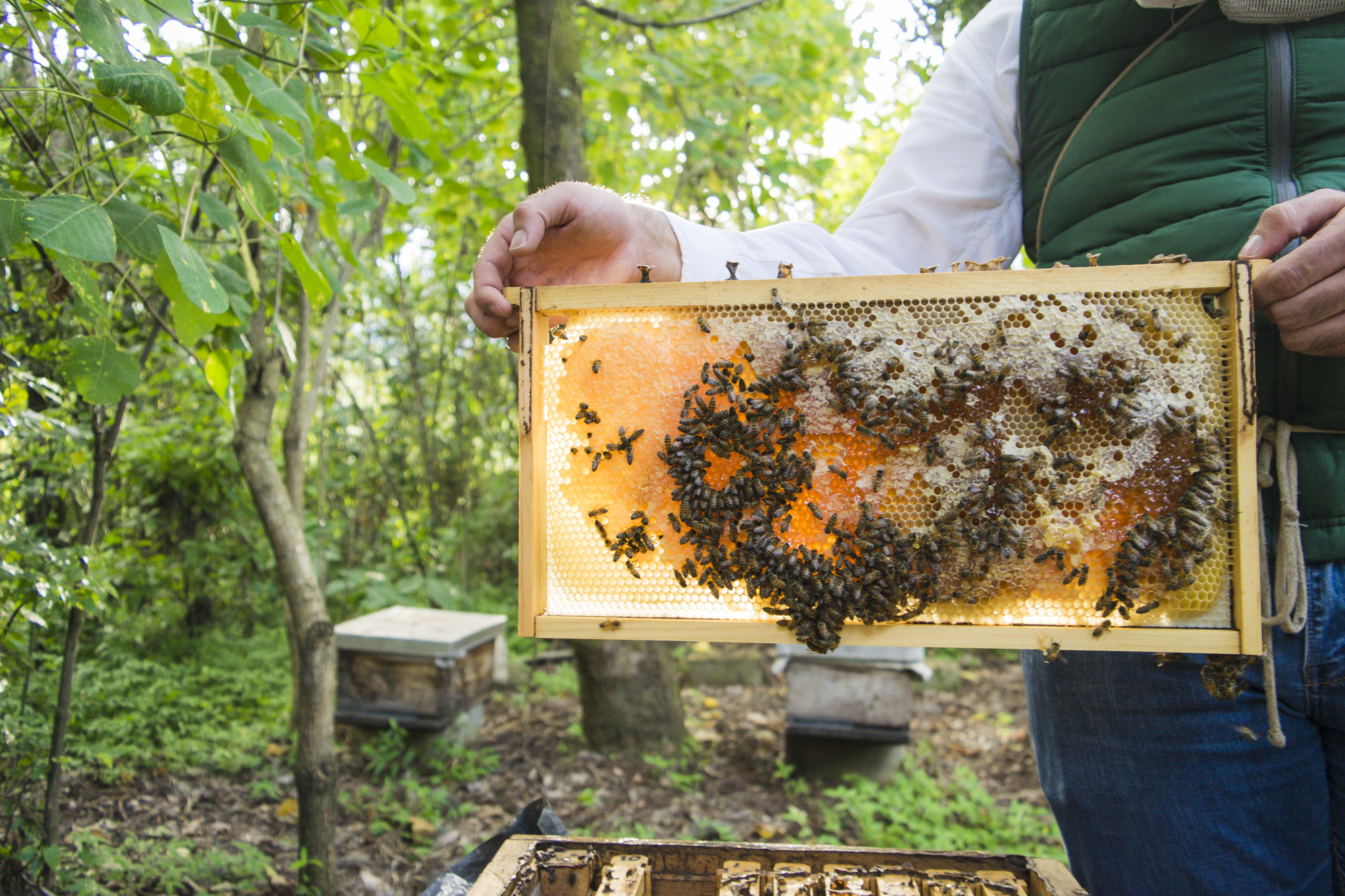 Bienen im Oktober