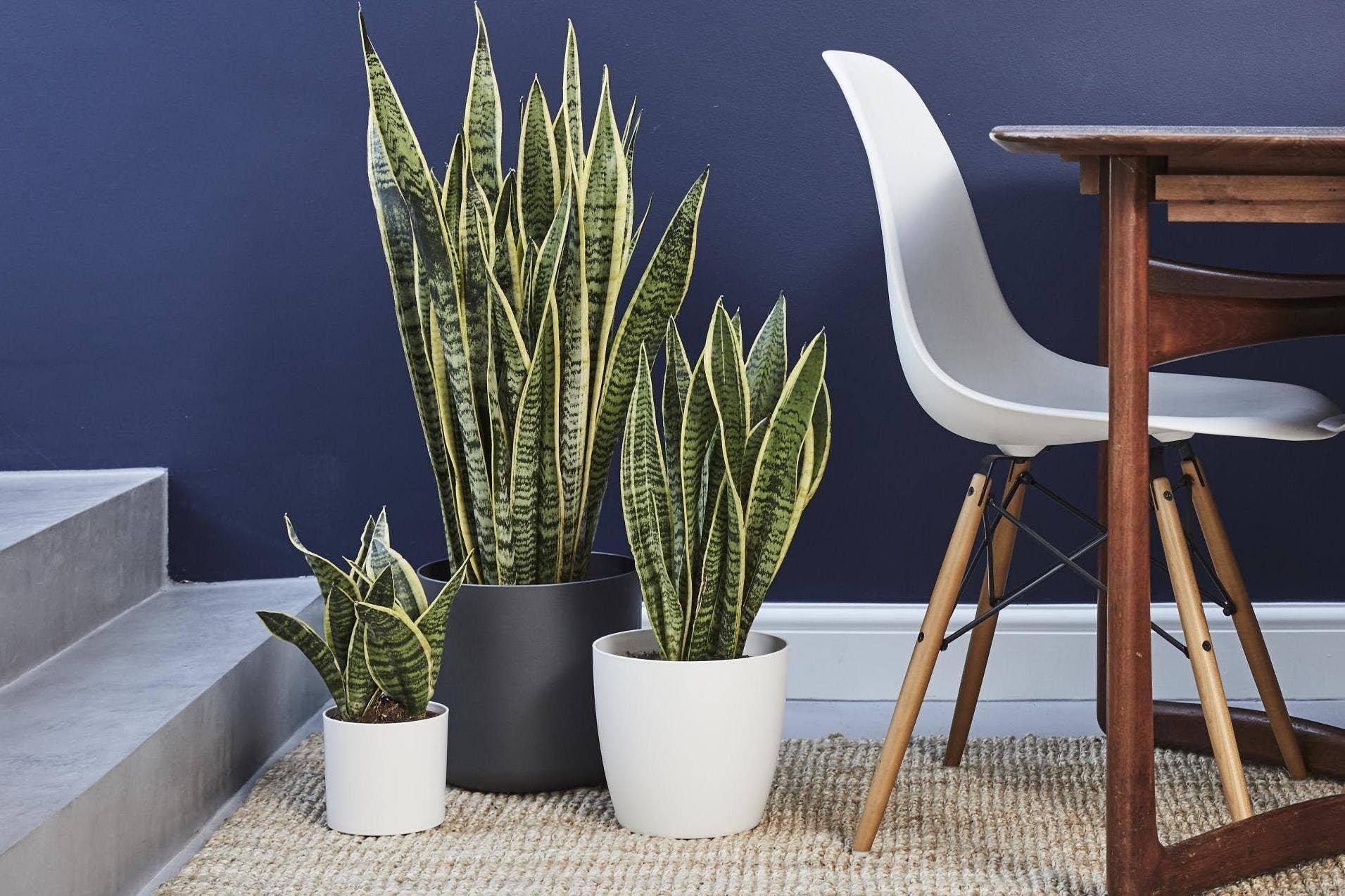 Sansevieria'nın tanımı ve çiçeğin fotoğrafı