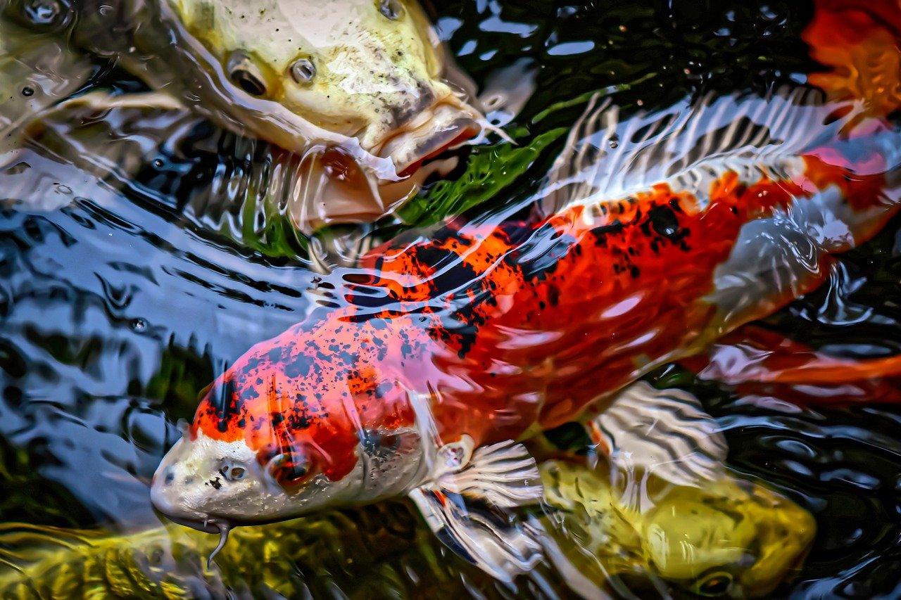 koi karpas dīķī 