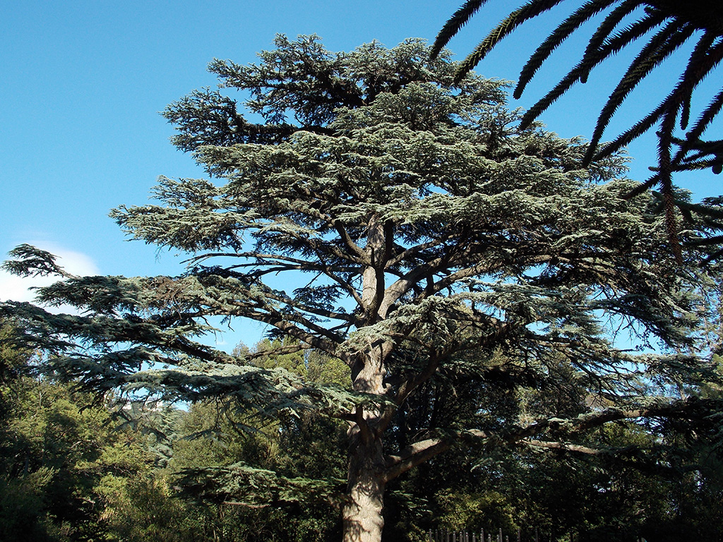 Crimean cedar