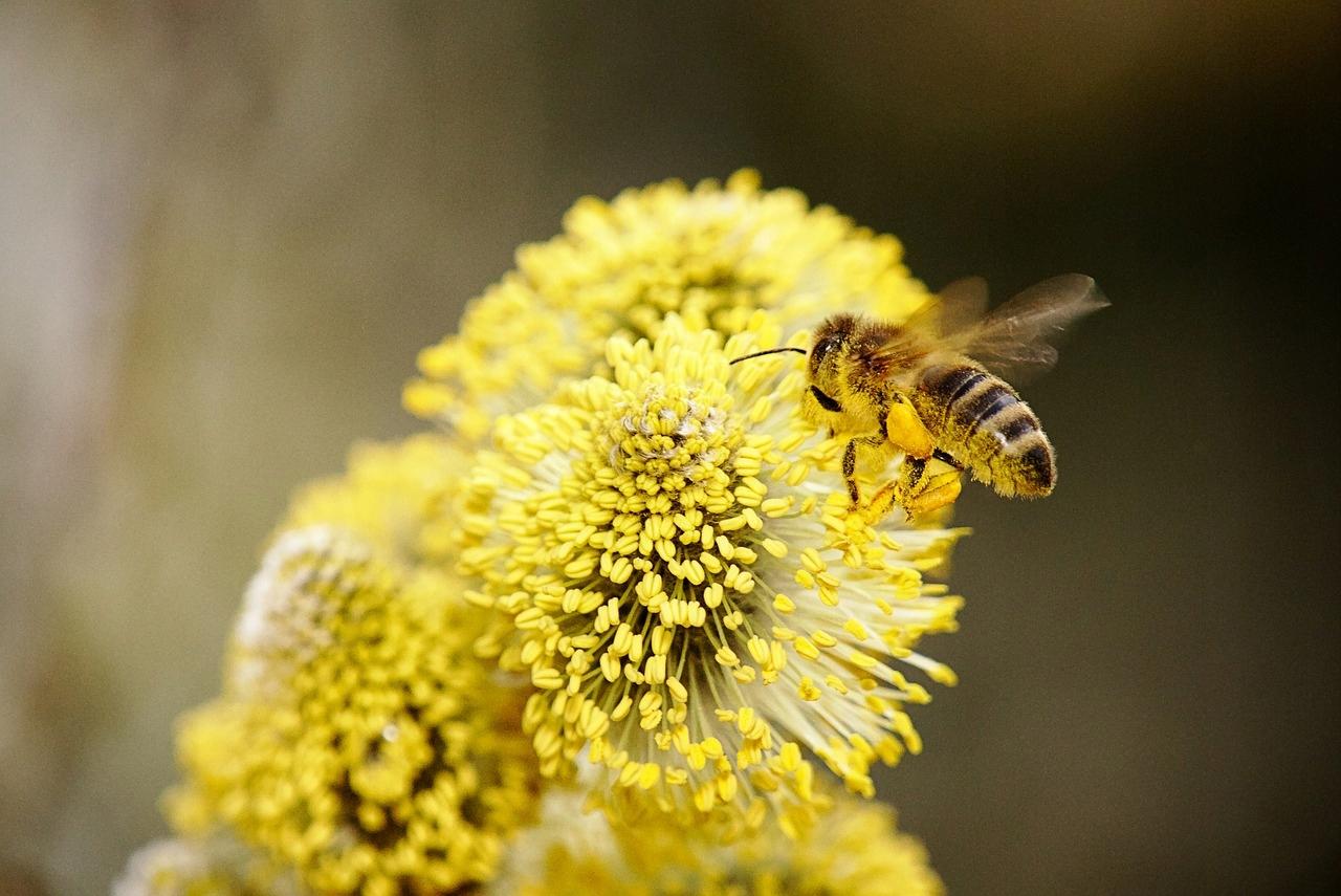 Weide mit Bienen