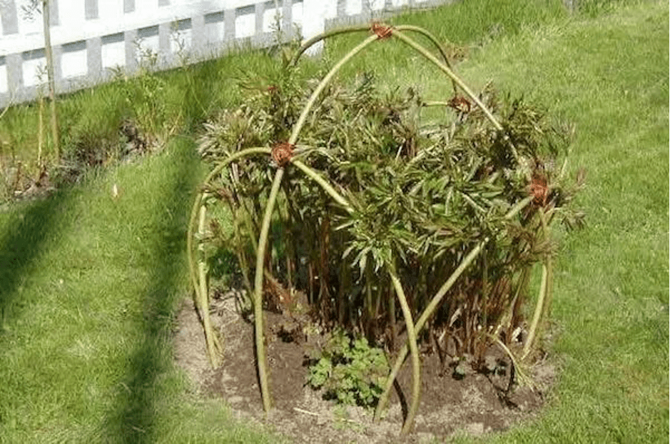 How to make beautiful supports for peonies with your own hands