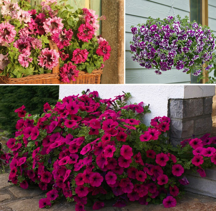 Petunia ampelous en cascadeverschillen