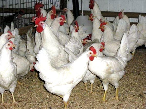 Russian white breed of chickens