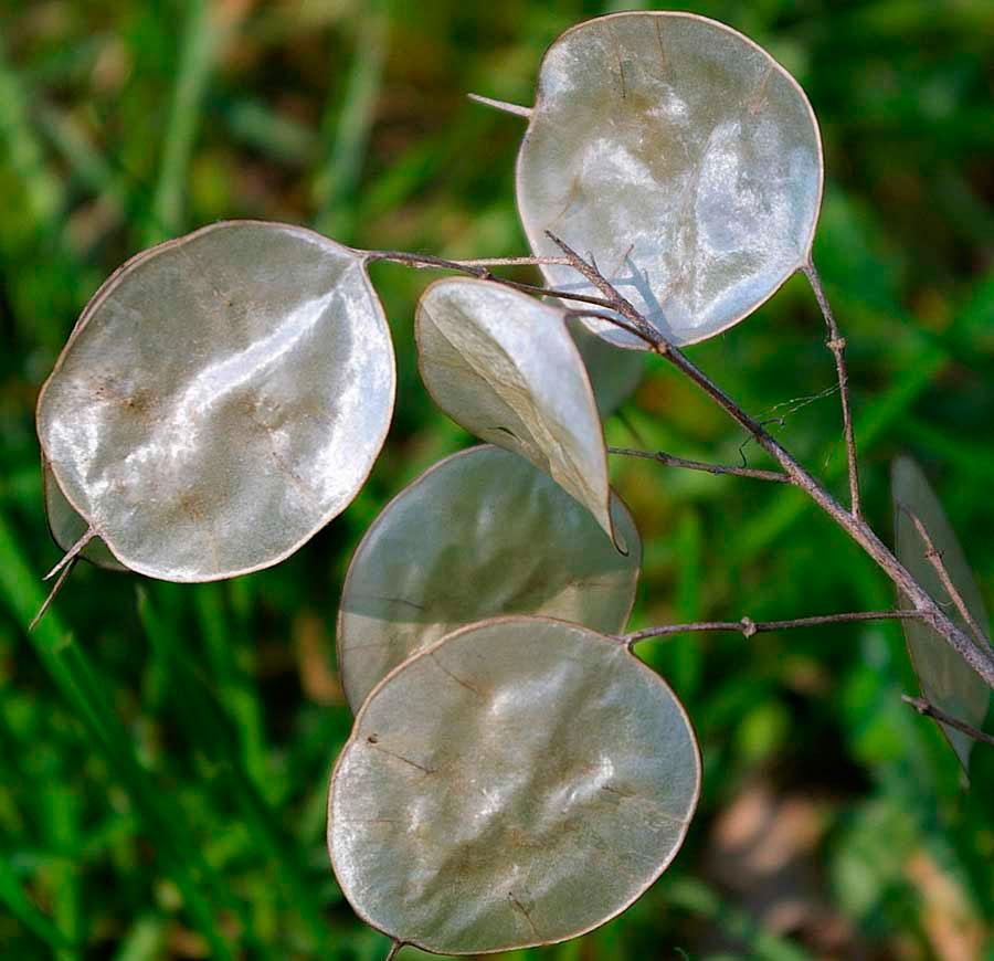 material de plantació