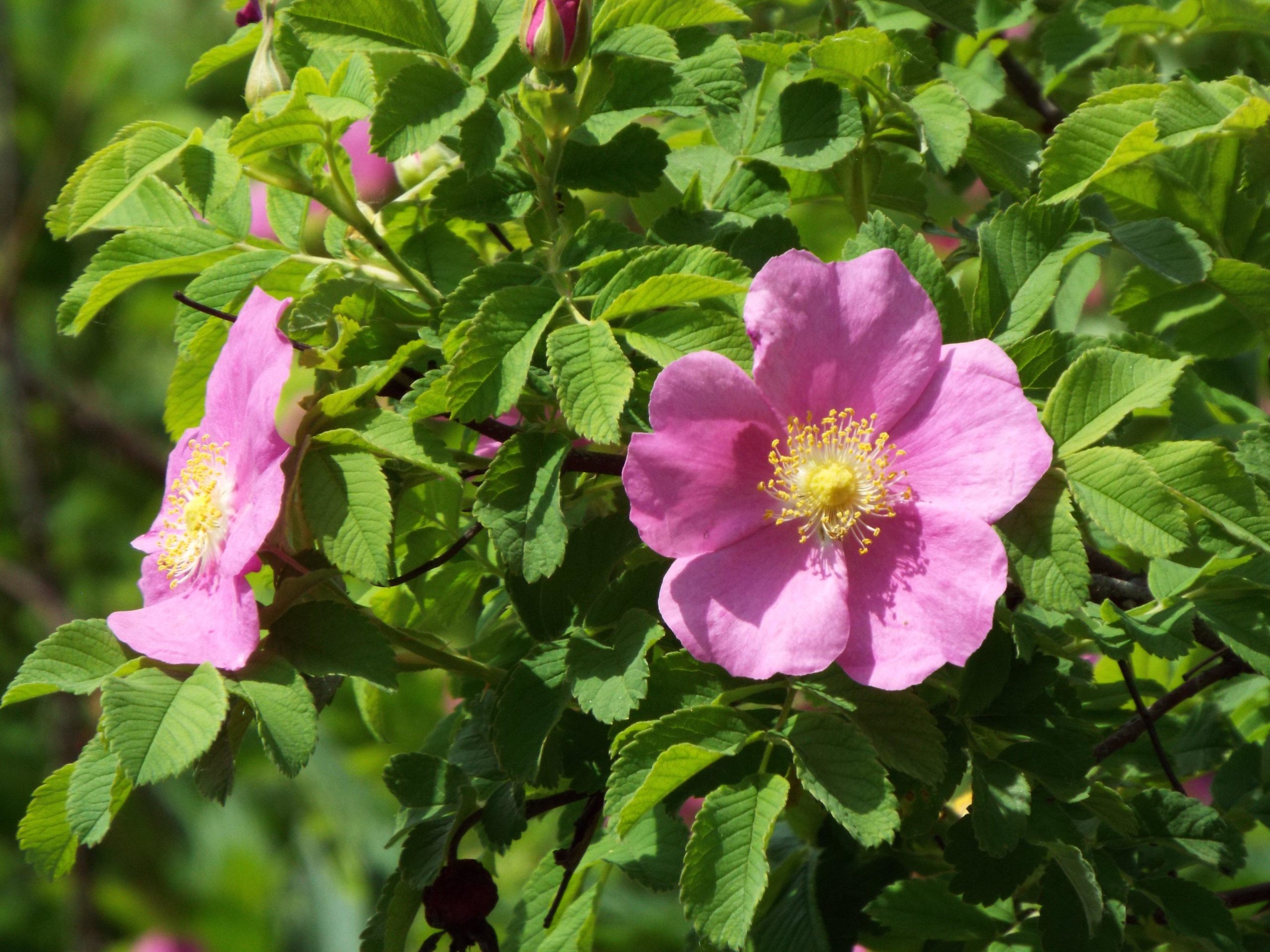 rosehip bush blooms