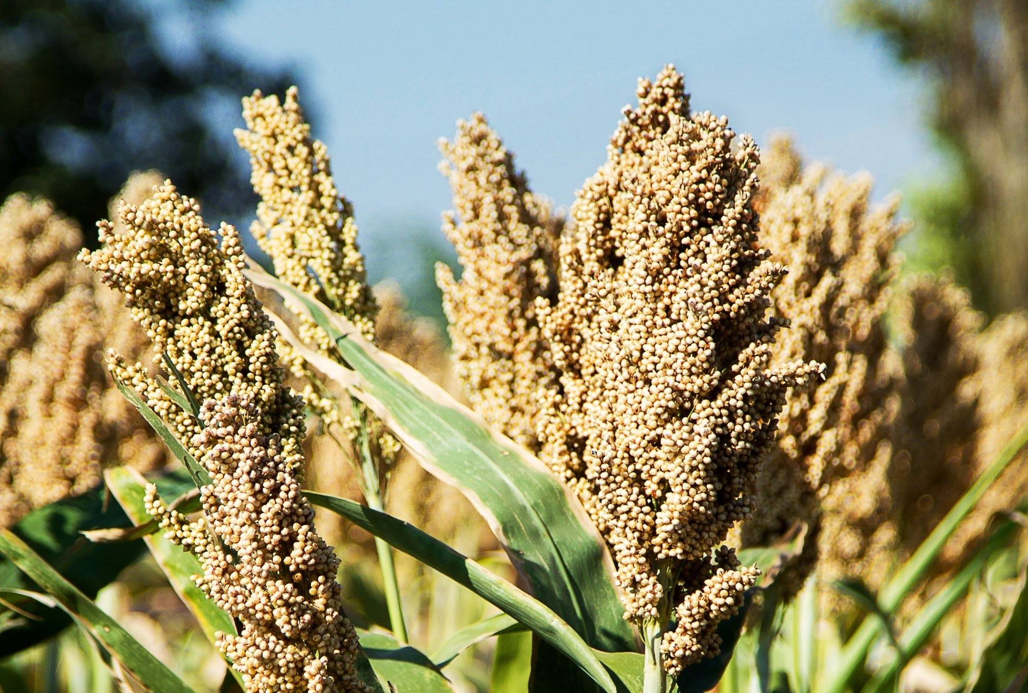 Tipus i varietats de datxa de sorgo