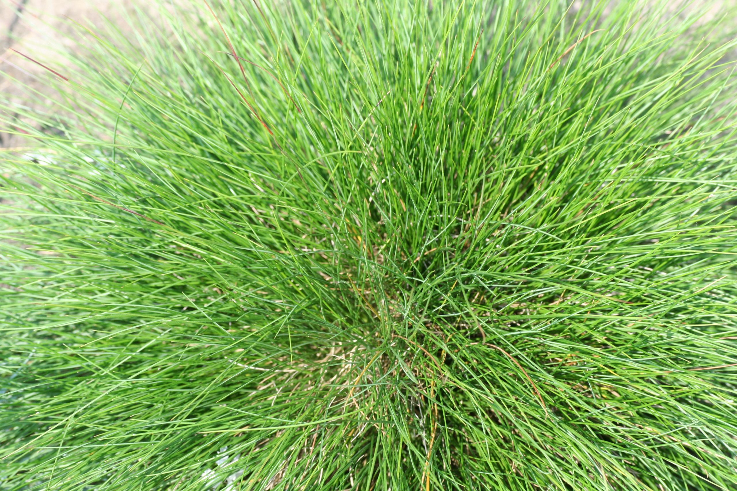 fescue meadow dacha