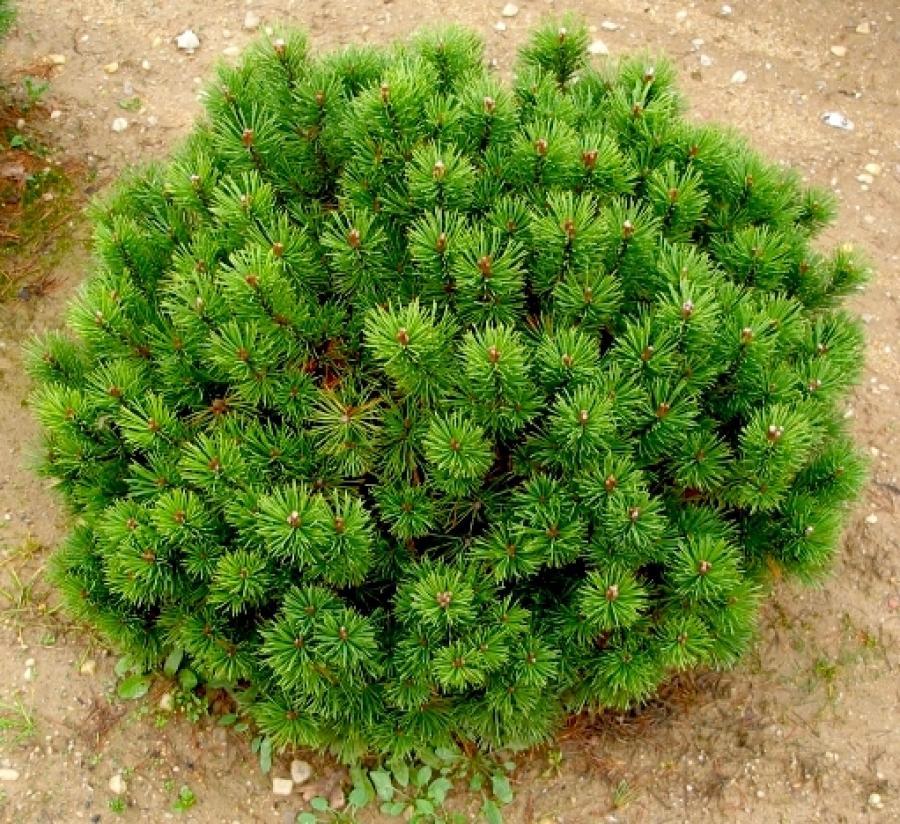 Mountain Pine Mopsi