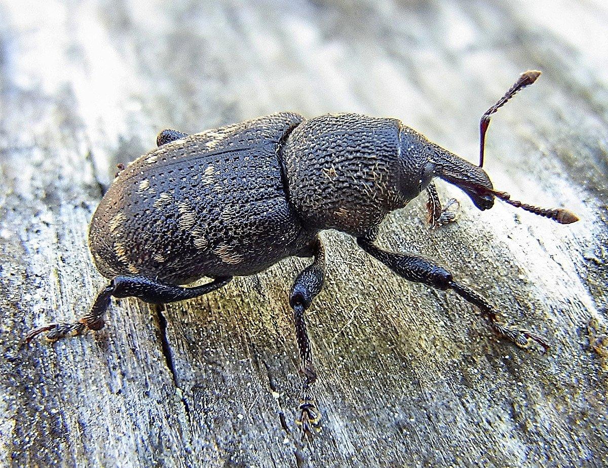 Weevils billede