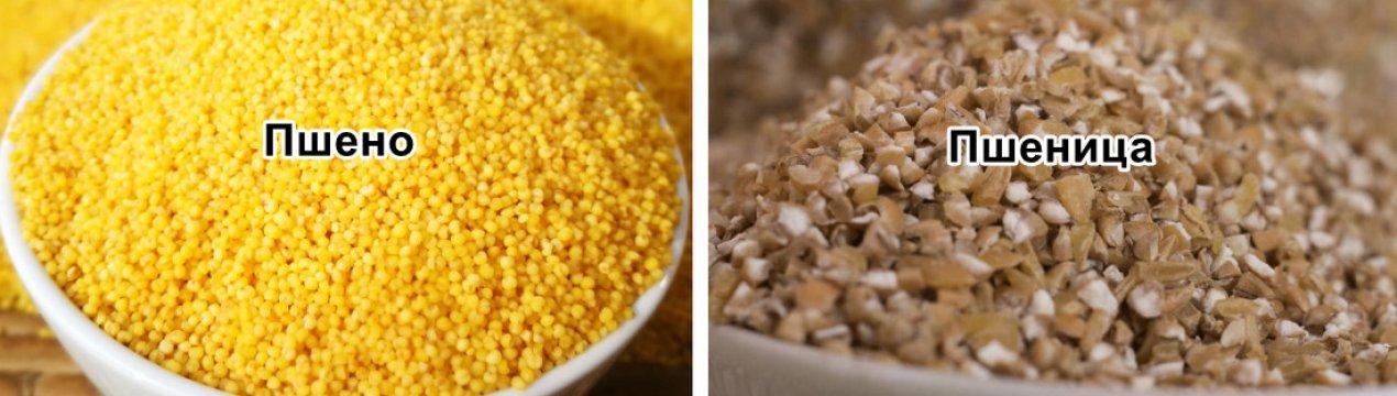 rozdíl mezi prosem a pšenicí