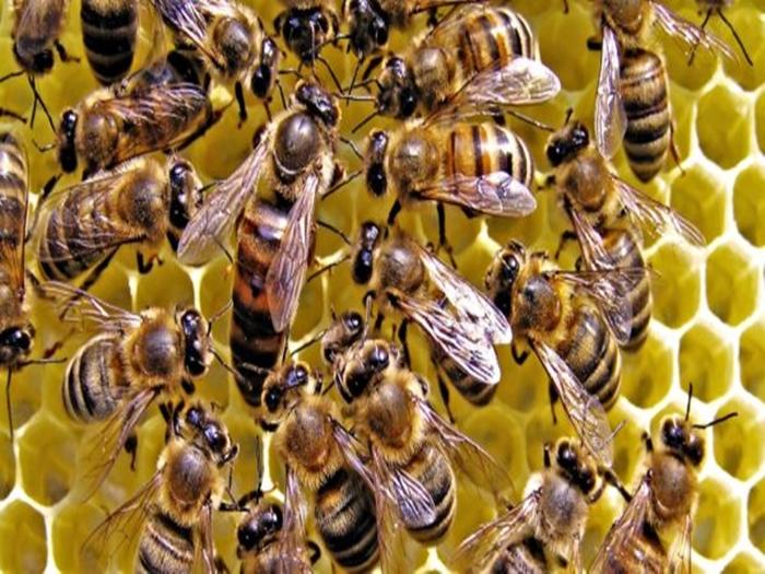 wie man einem Bienenstock eine Königin hinzufügt