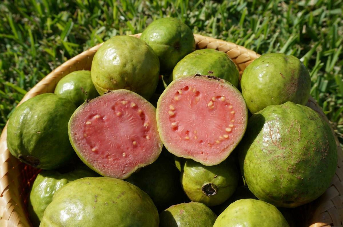 Trópusi guava fotó