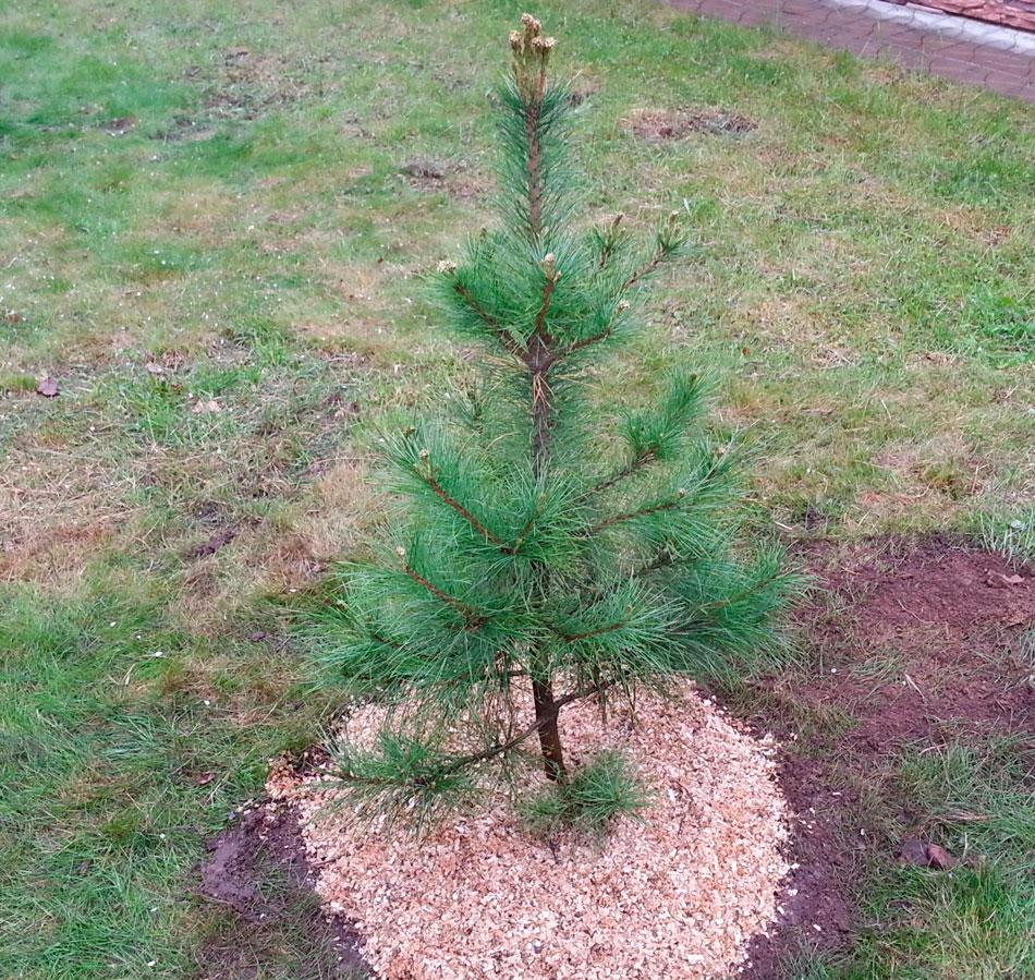 how to properly transplant cedar photo