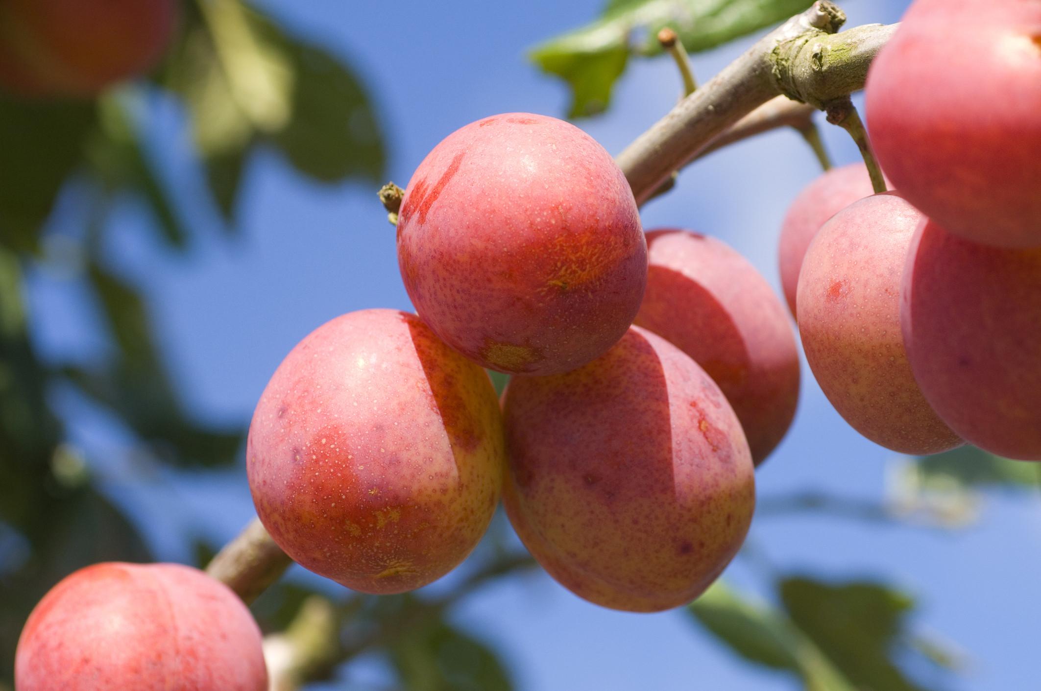 plum variety Apricot photo