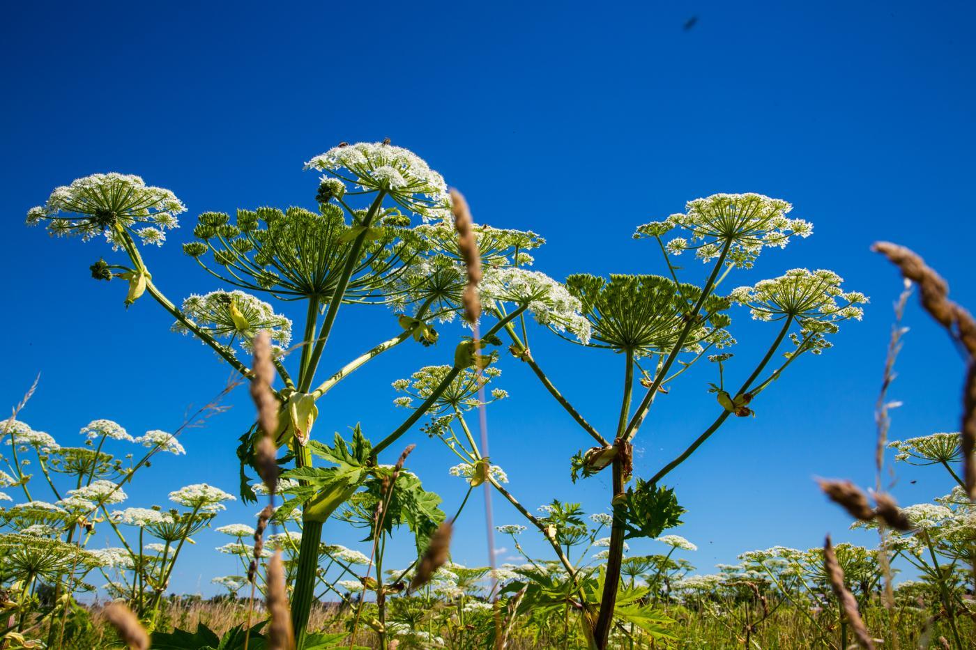 Cultura hogweed