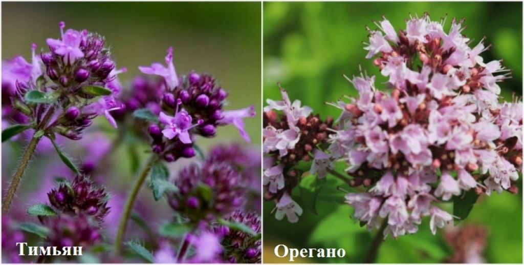 Unterschiede zwischen Thymian, Thymian und Oregano