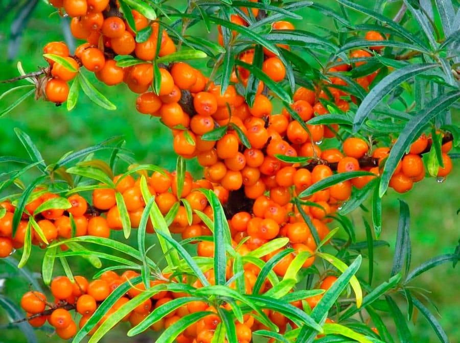 sea ​​buckthorn pruning