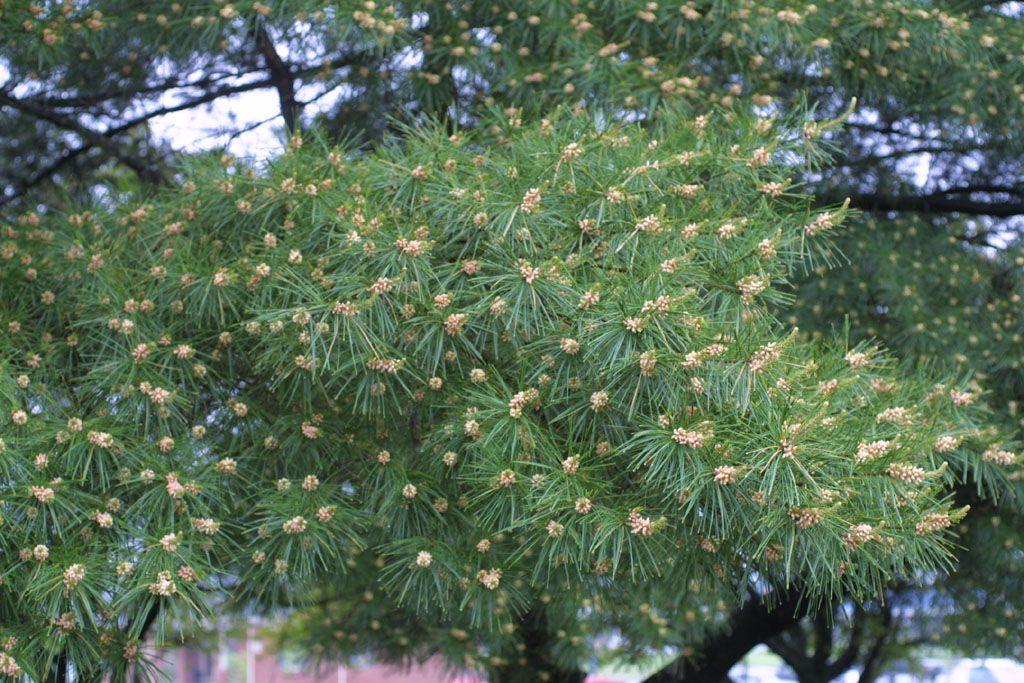Kvete borovice vejmutovka