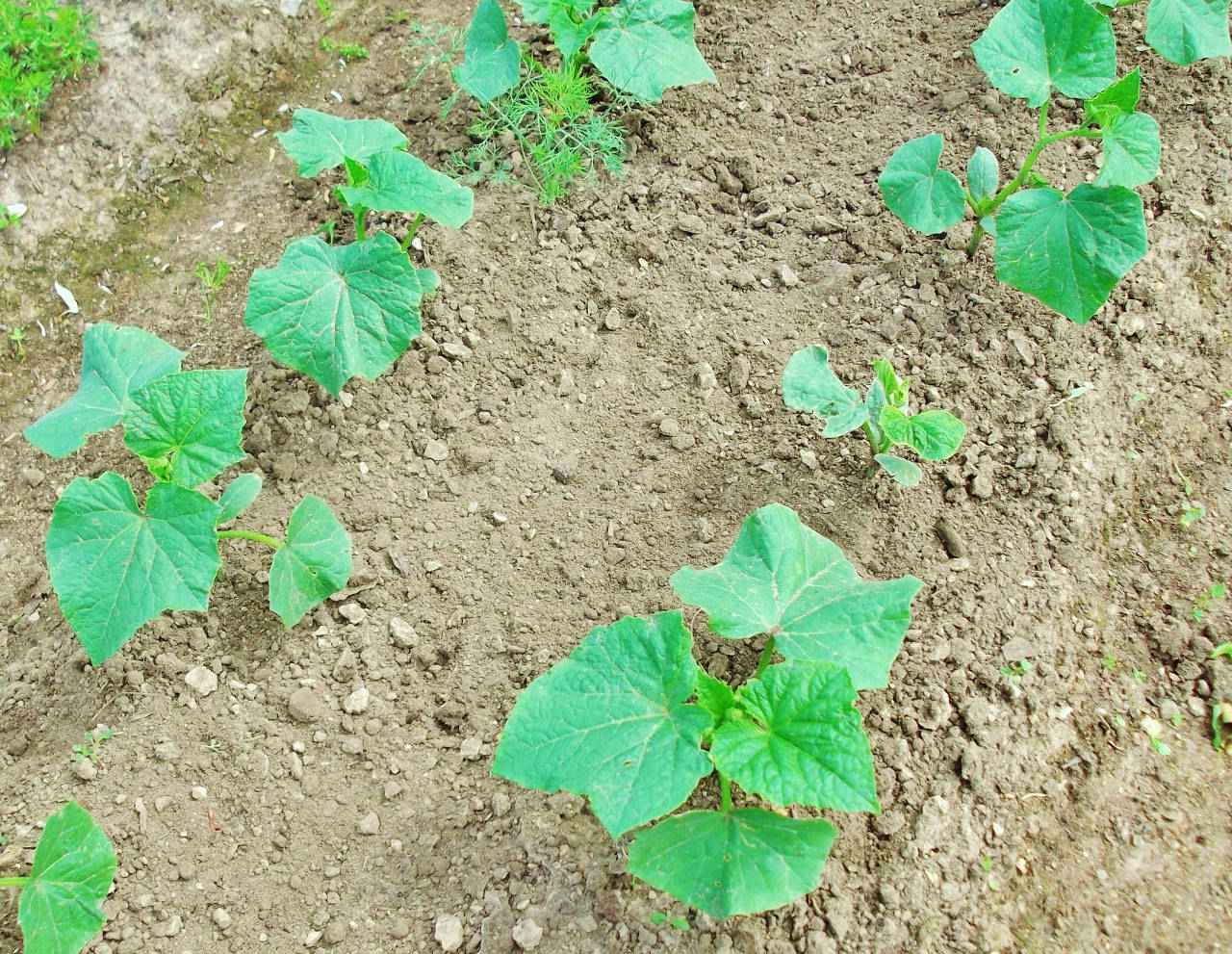 vale a pena plantar pepino para mudas 