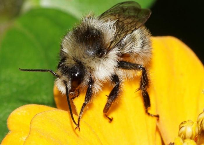 hoe ziet een hommel eruit?