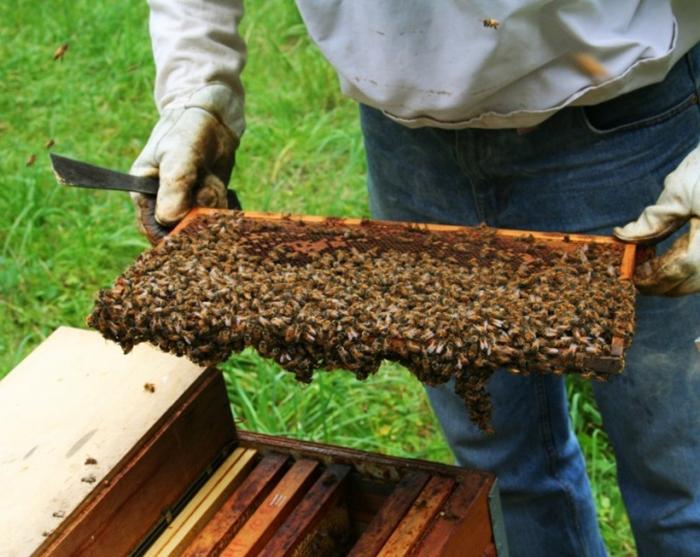 jak sbírat med