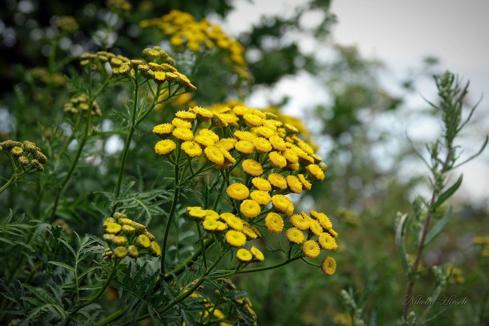 Tansy Dacha