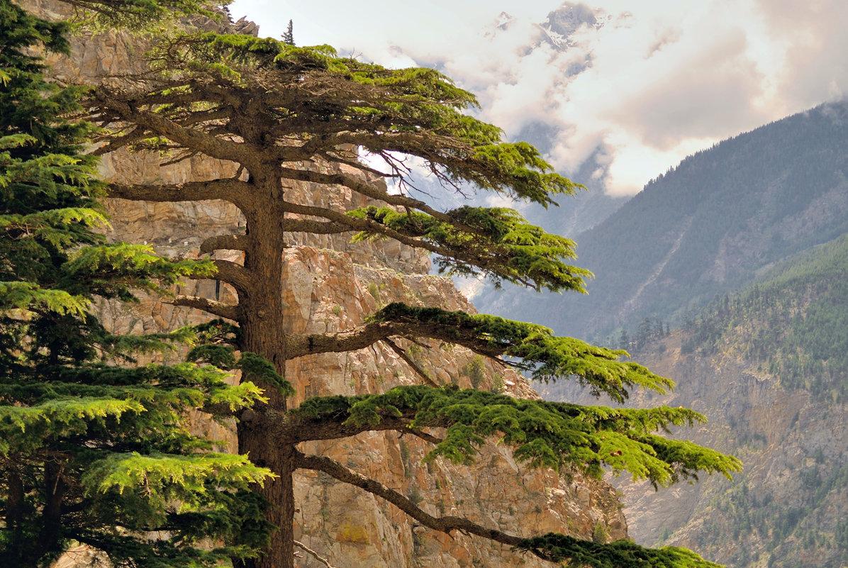 Albero di cedro dell'Himalaya