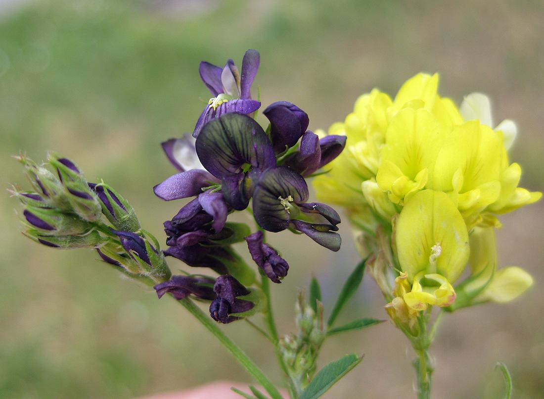 alfalfa bilang isang halaman ng pulot para sa pag-aalaga ng pukyutan