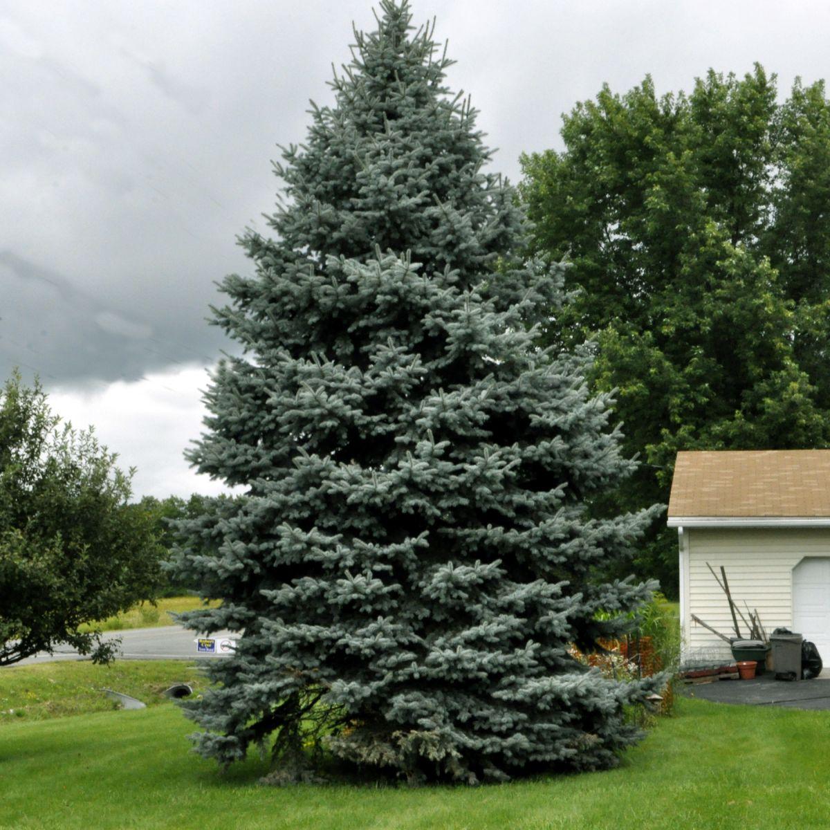 Prickly spruce sa hardin