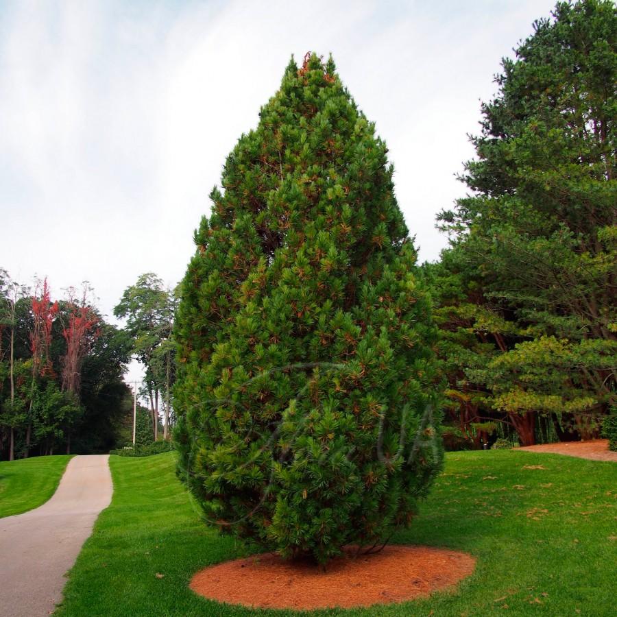 Cedar European pine landscape 