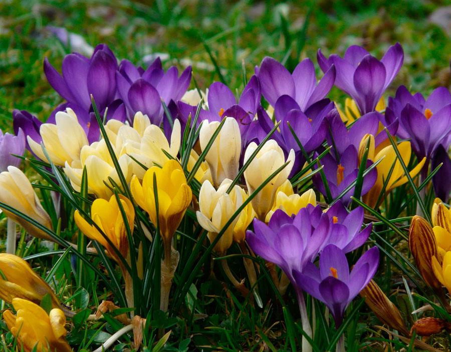 TOP 60 Frühlings-Primelblumen mit Namen, Beschreibungen und Auswahlmöglichkeiten