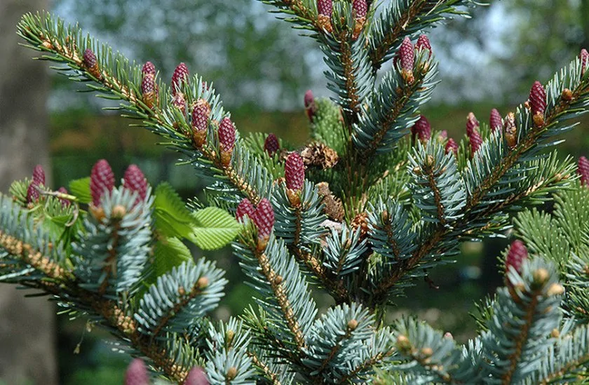 Spruce Bicolor