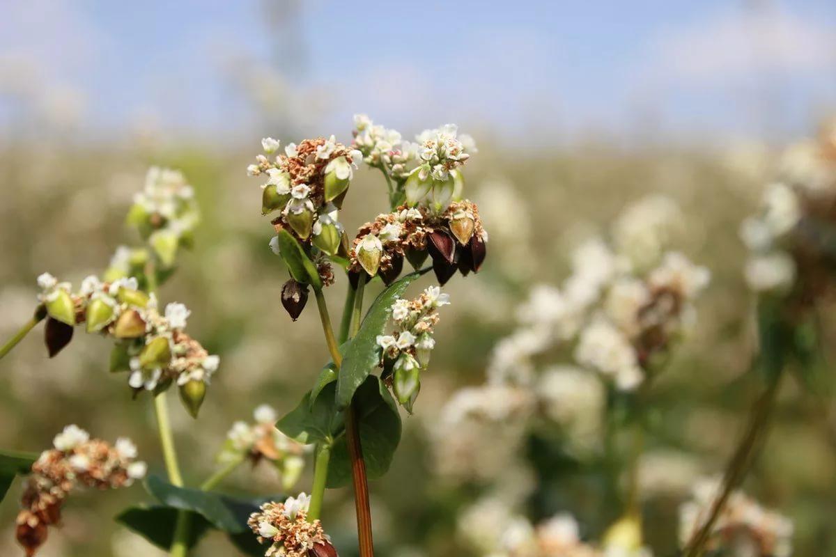 How does buckwheat grow?