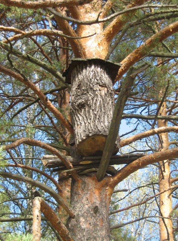 Bachkir à bord du miel