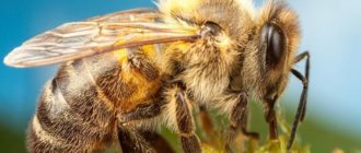 výhody včel