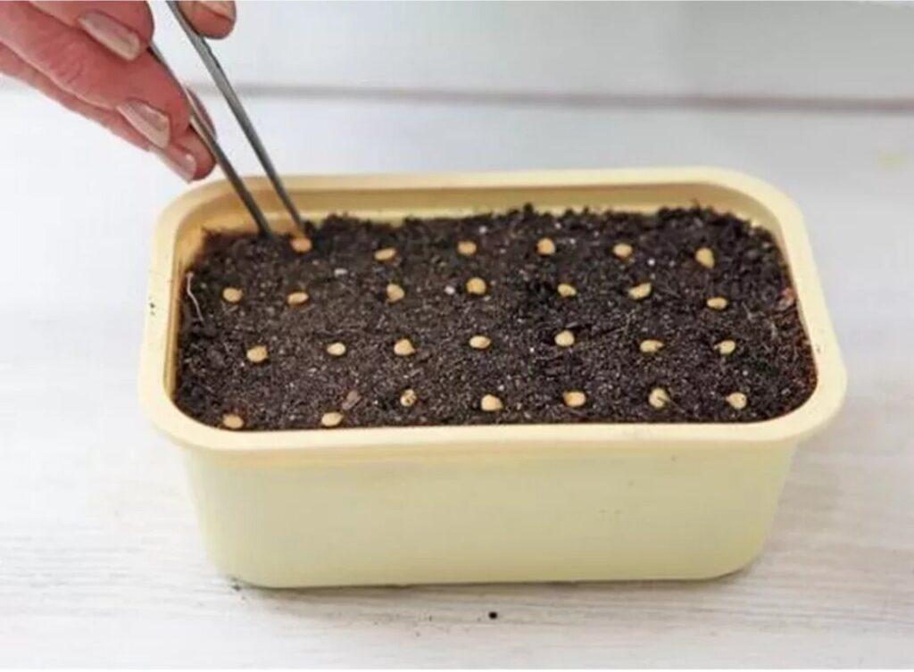 When is the best time to plant pepper seedlings photo